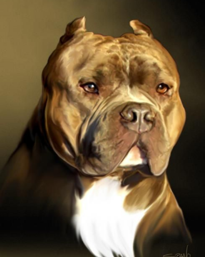Pitbull saudável